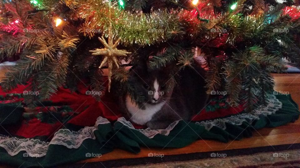 Christmas Cat
