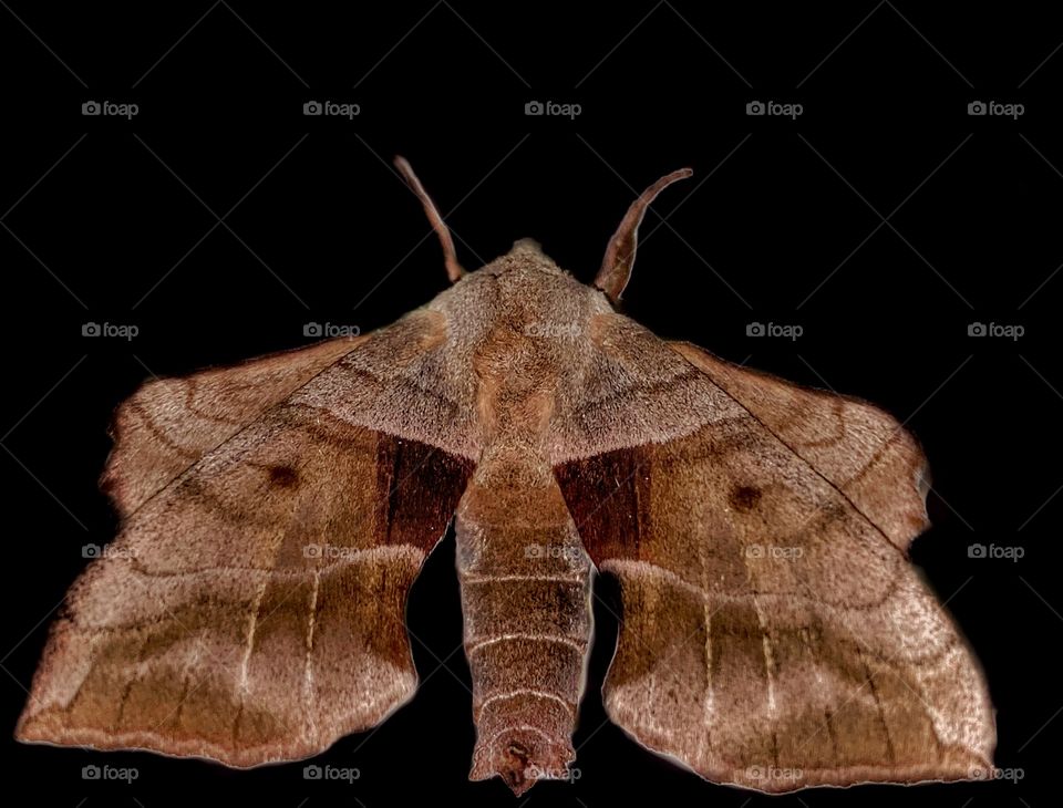 Walnut Sphinx Moth