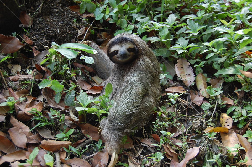 Happy Sloth in Costa Rica