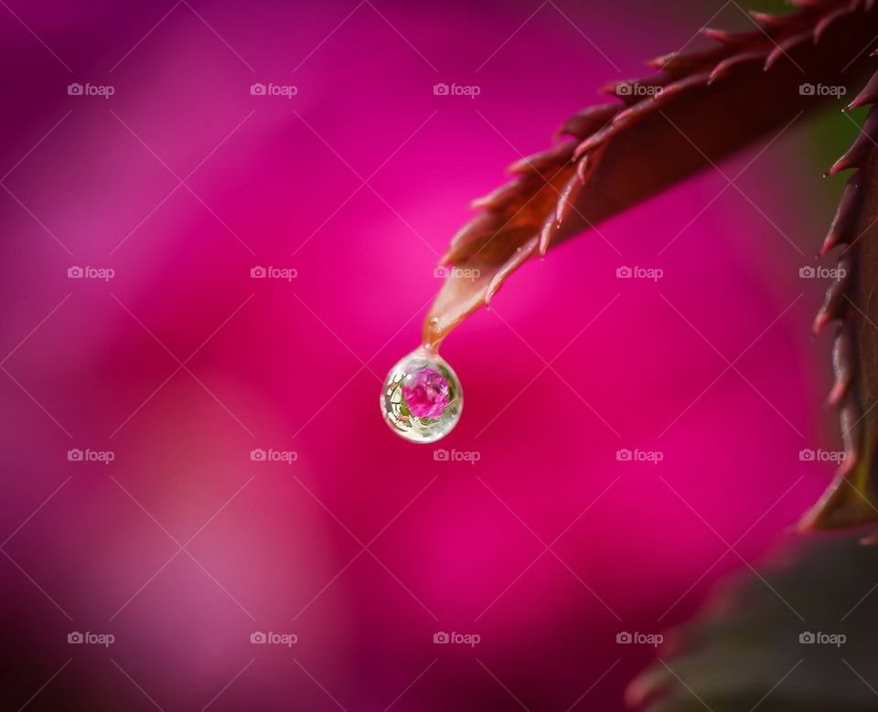 water drop on a leaf in front of pink flower