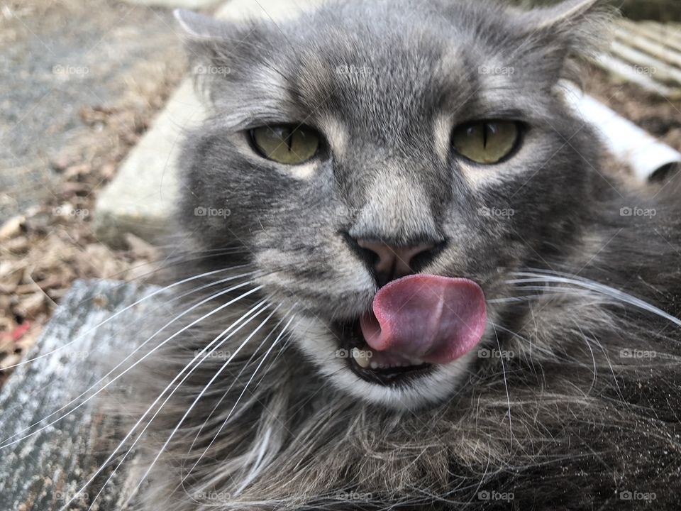 Cute gray kitty doing kitty things