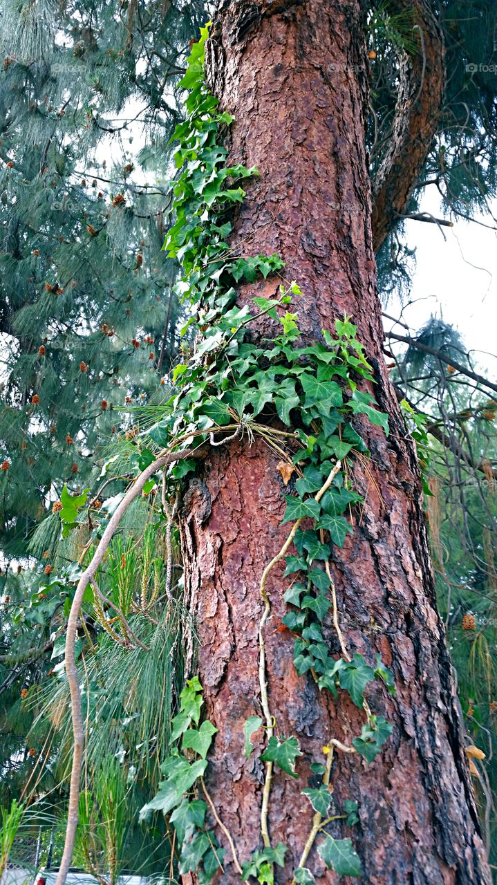 Pine Tree and climbing ivy. Pine Tree partially covered with climbing ivy