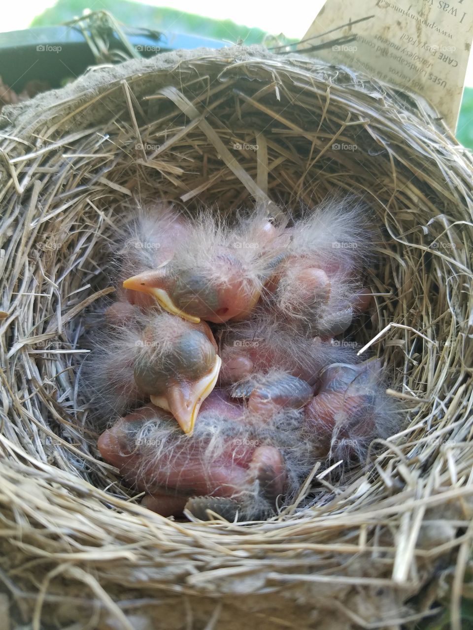 Four robin chicks in the nest