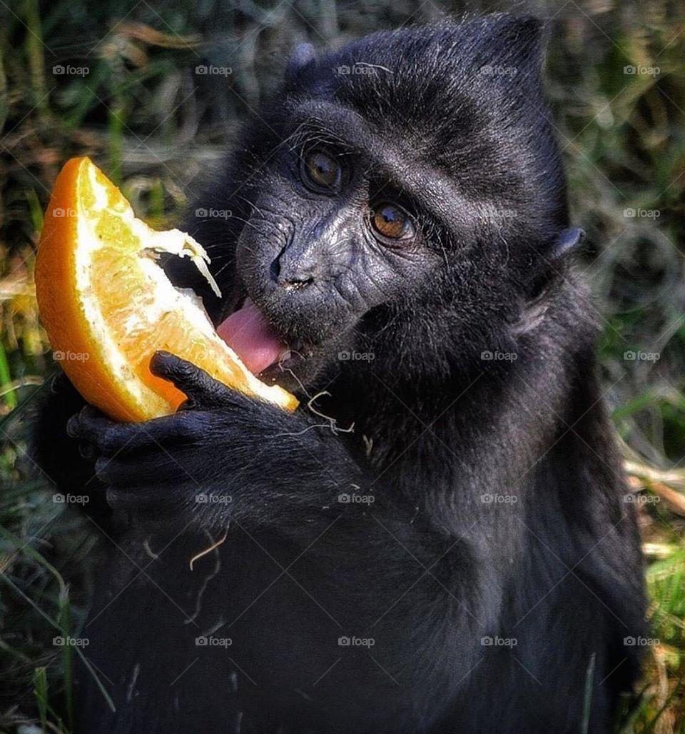Monkey eating a lemon