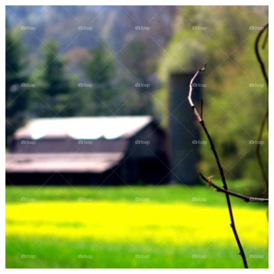 Old Barn and Silo in Yellow Field