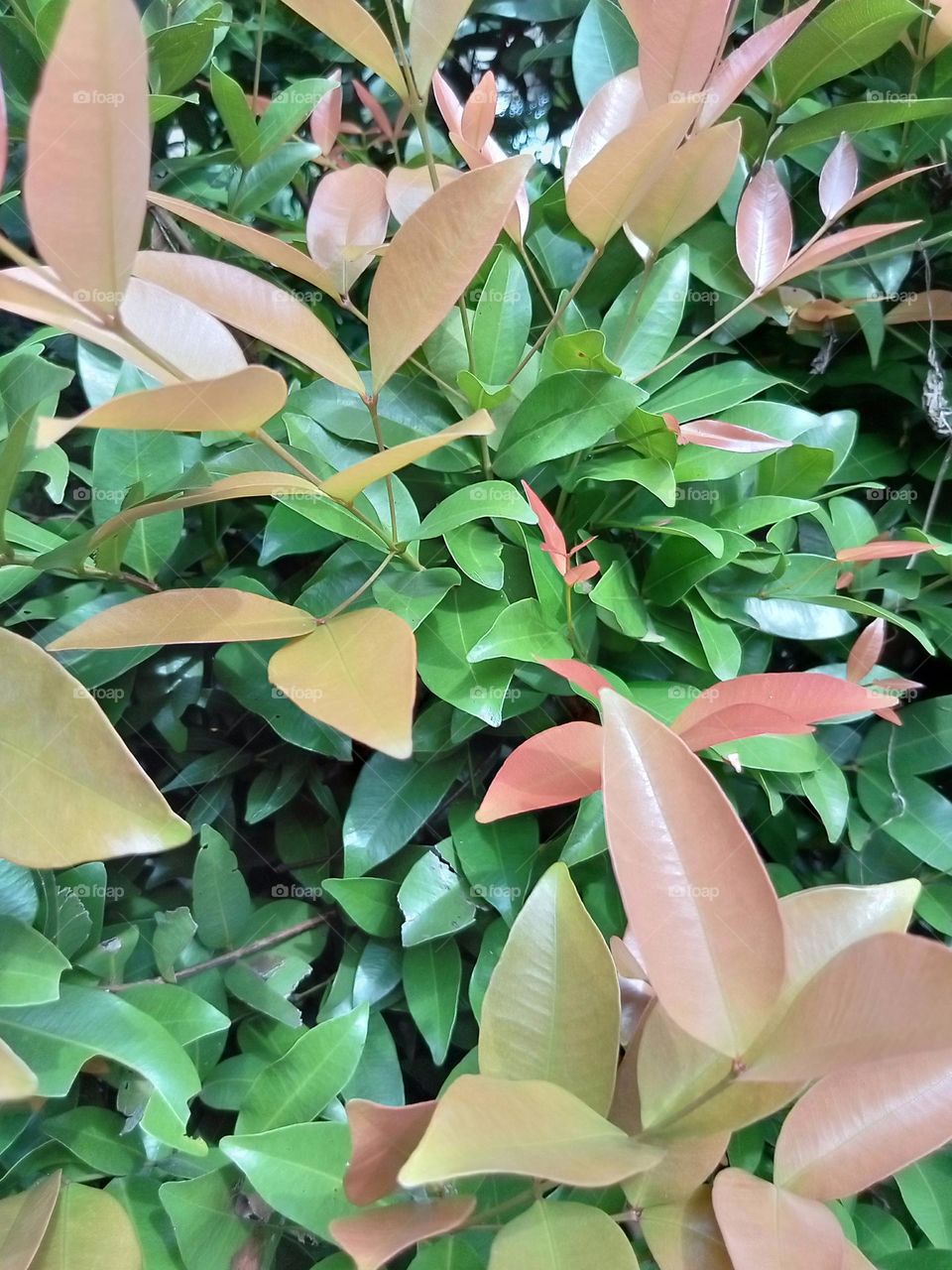 Commonly known as Lilly Pilly, Syzygium are one of the most popular Australian native plants. Lilly Pillies are evergreen rainforest plants with glossy, deep green leaves. Many varieties have flushes of colourful new growth, ranging from bright pinks