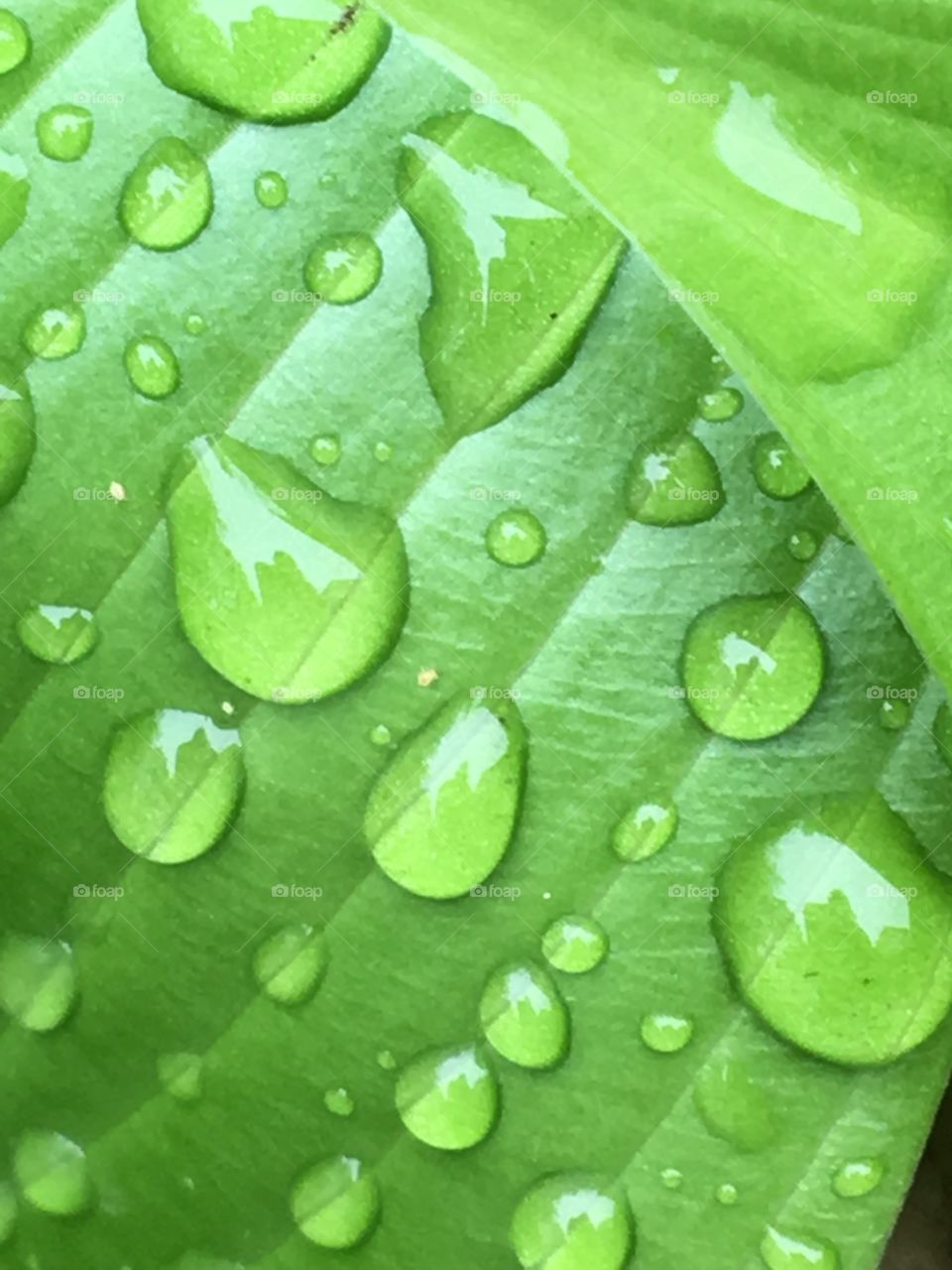 Raindrops on hostas leaf