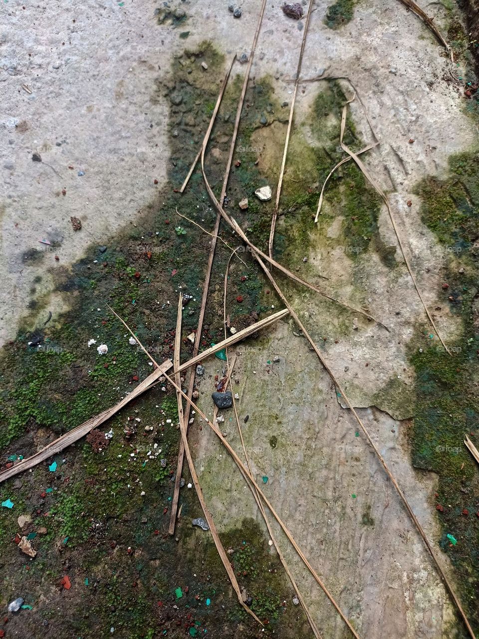 Close-up view of the ground covered with moss and some dry twigs scattered on it in high angle view