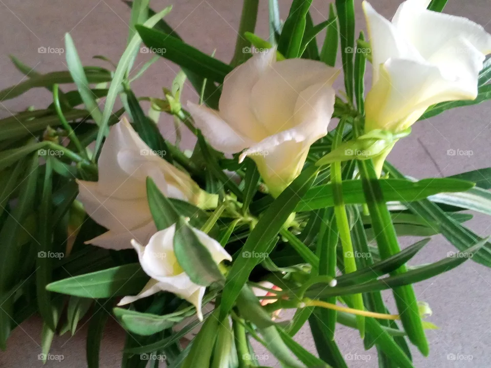 white flower object