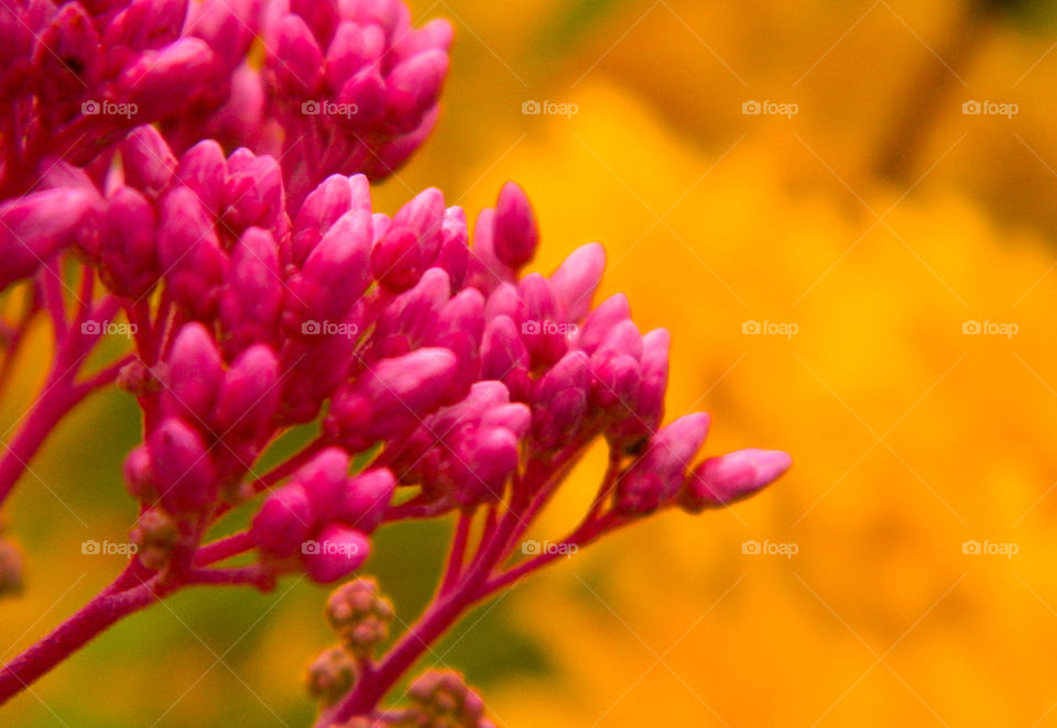 Garden flowers