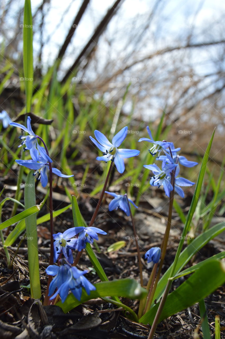 the first spring flowers