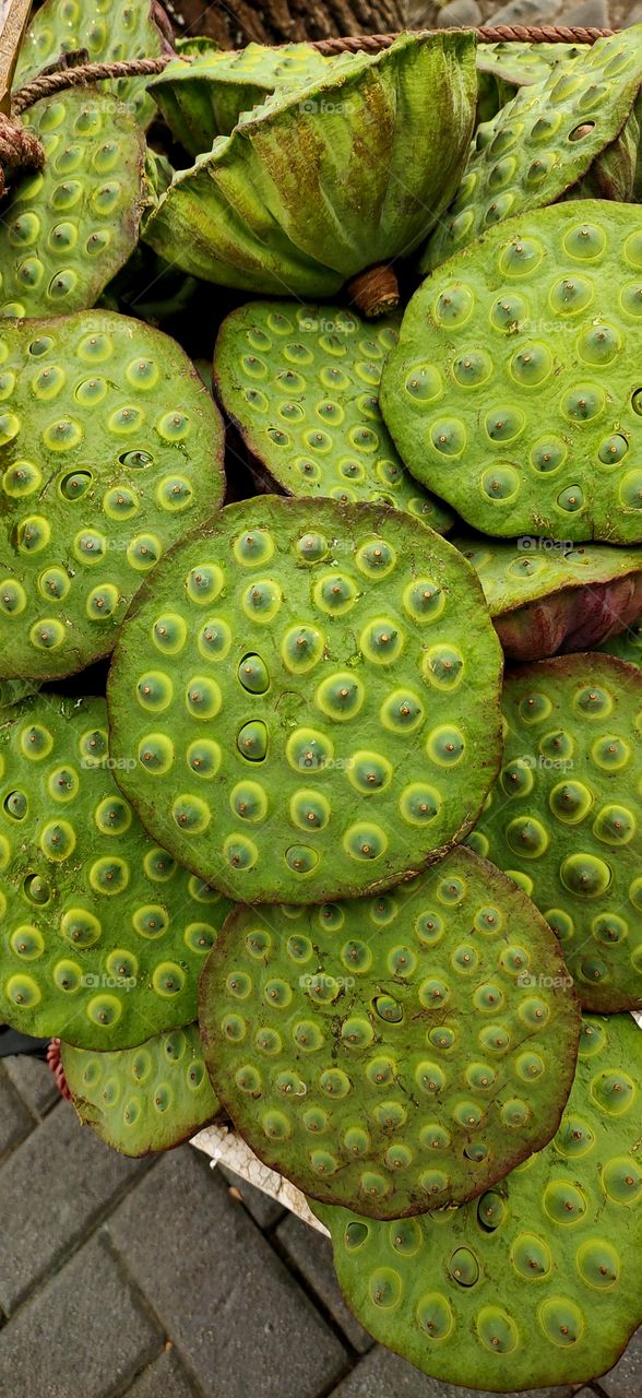 lotus seed