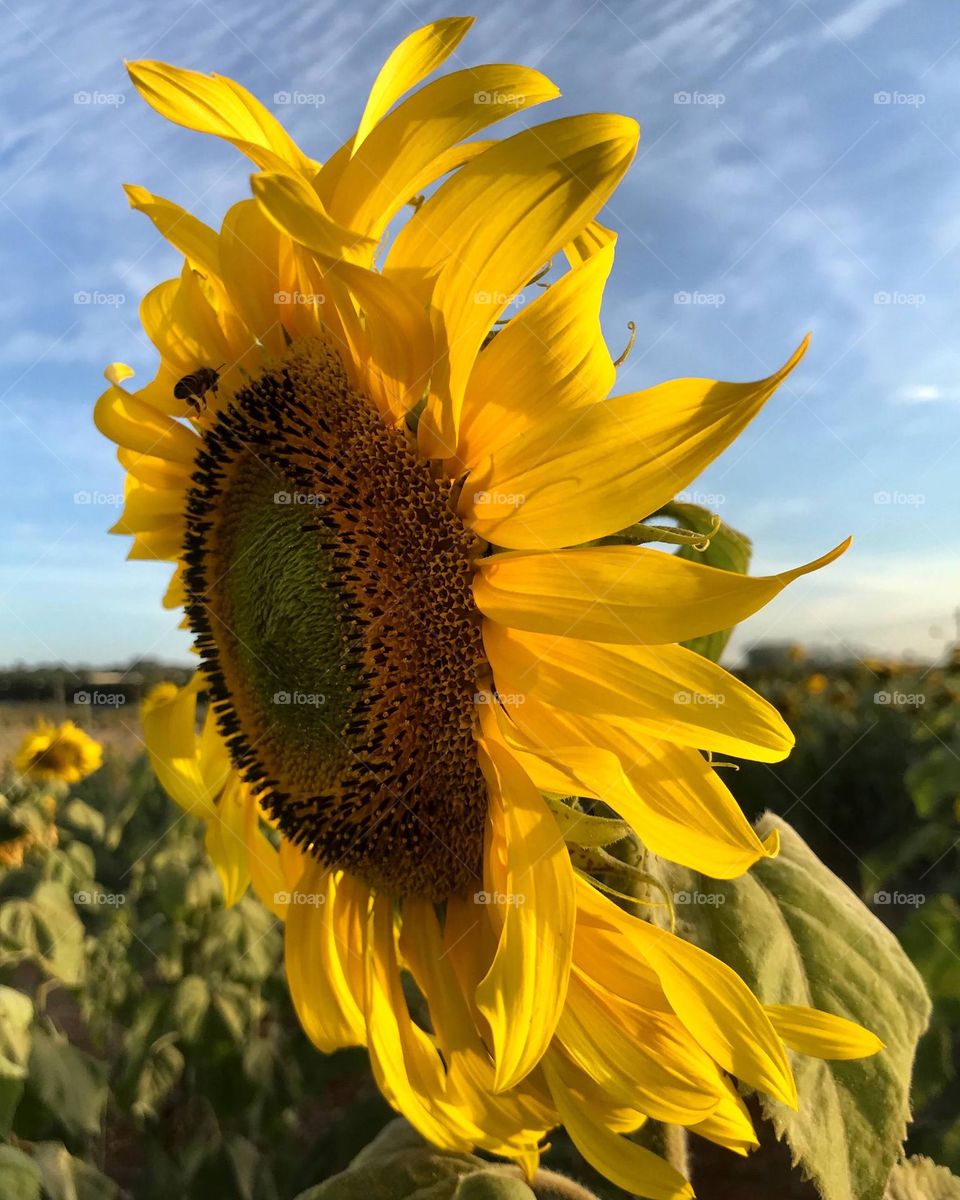 Big sunflower in the wind 