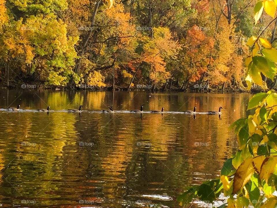 Autumn Water Swim