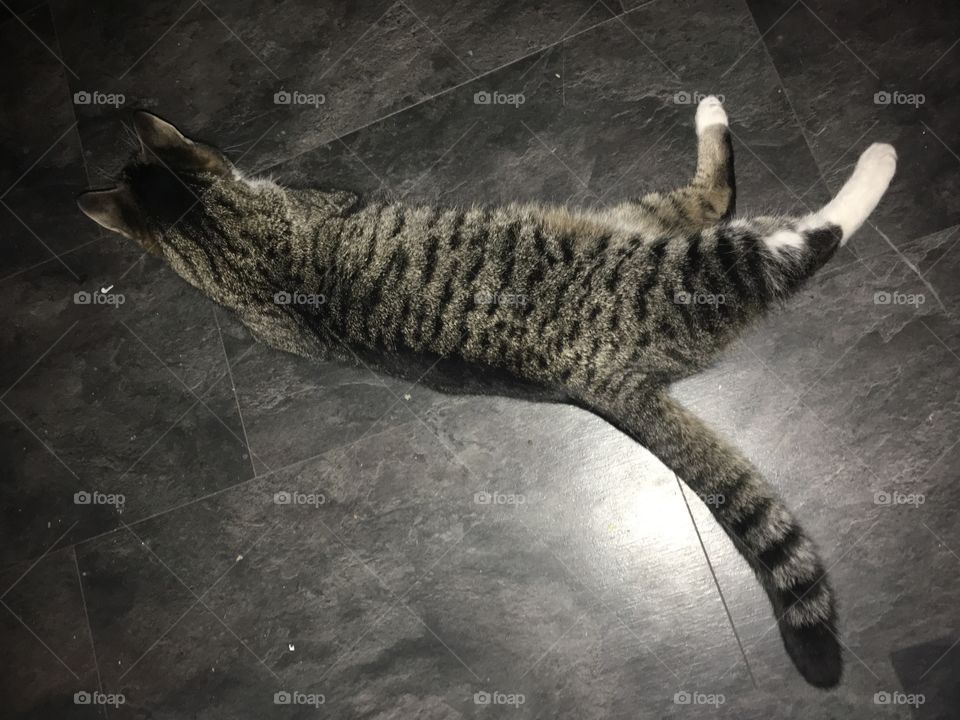 Cat lies on the ground 