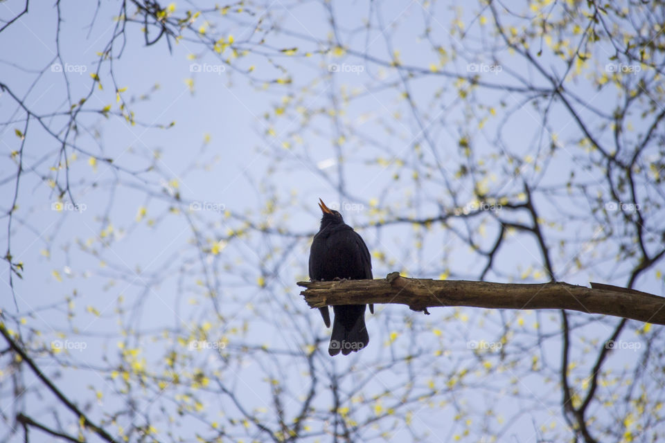 Blackbird sitting high up in a tree singing .
Koltrast fågel sitter högt upp i ett träd sjunger 