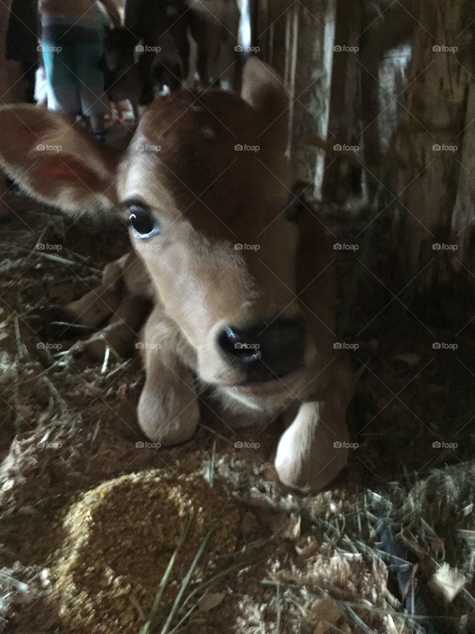 Newborn Jersey Calf