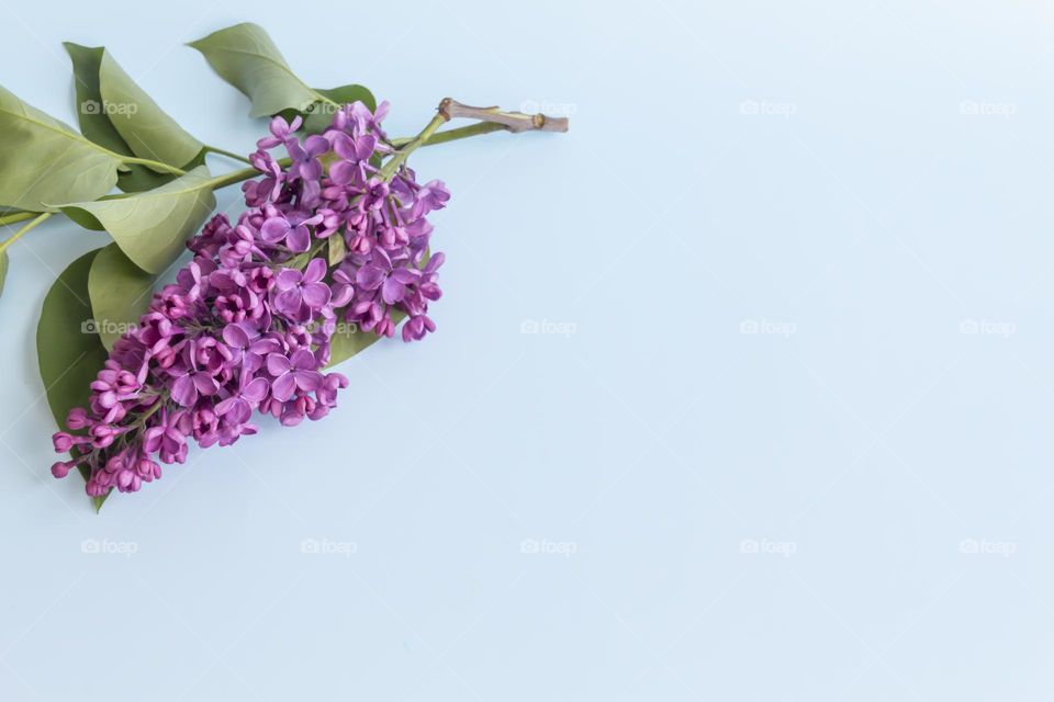 Spring, fragrant lilac with green leaves.