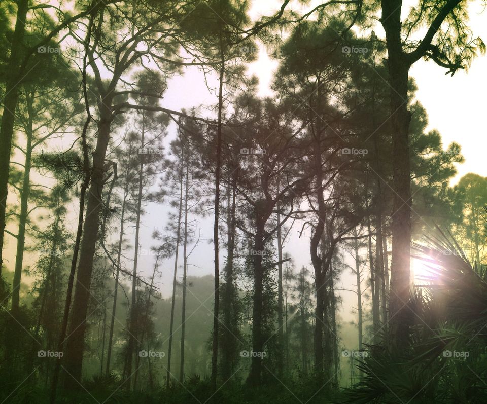 Beautiful morning sunrise peeking through the tall pine trees.