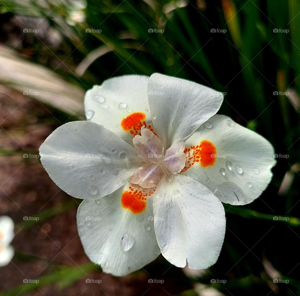 Nas caminhadas, encontro lindas e delicadas flores que enfeitam o caminho.