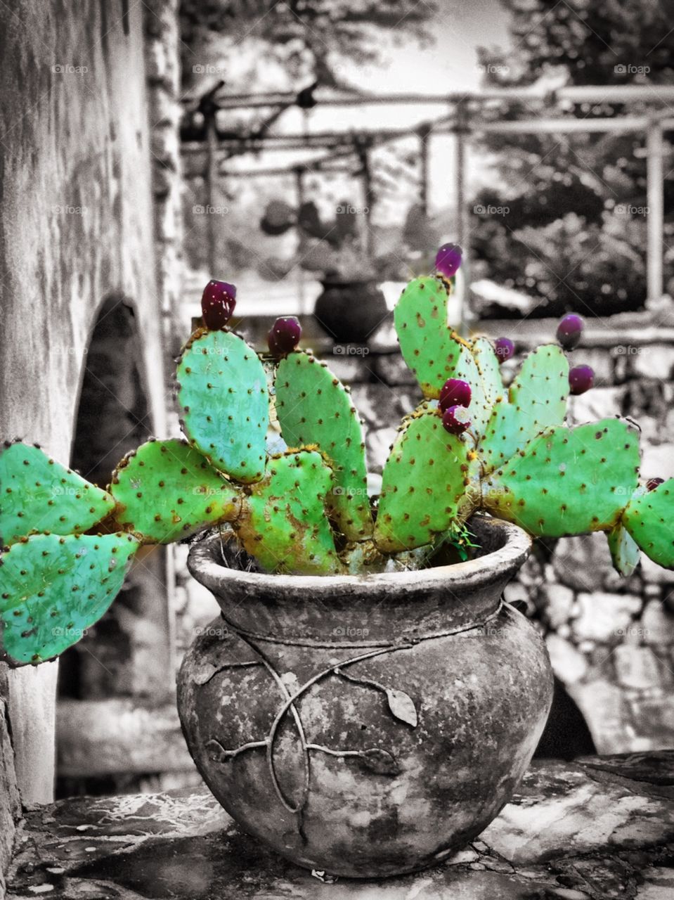 Cactus- black and white with a splash of color