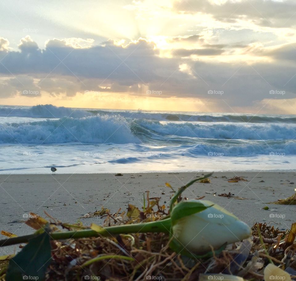 Flower on the beach. White rose. Waves at sunrise 