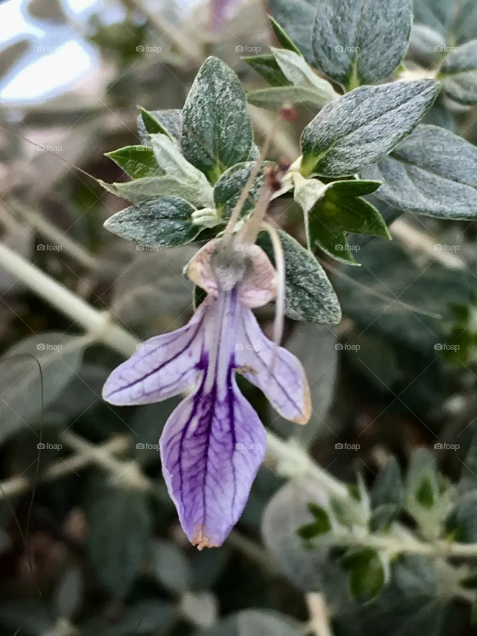 Fiore