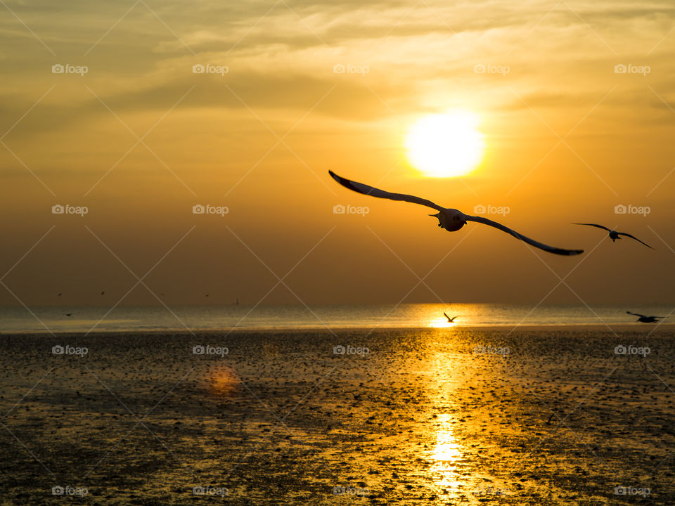 Flying home. Seagull flying in the evening 