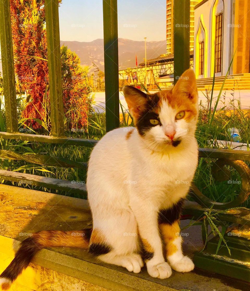 which color of the cat?