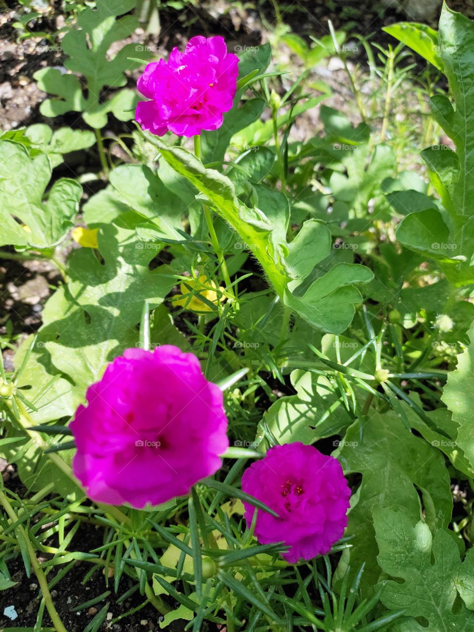 Beauty of Nature 🌺
Grooming Flowers
Amazing Nature..