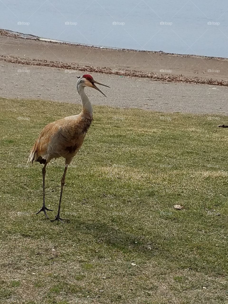 sand hill crane speaking