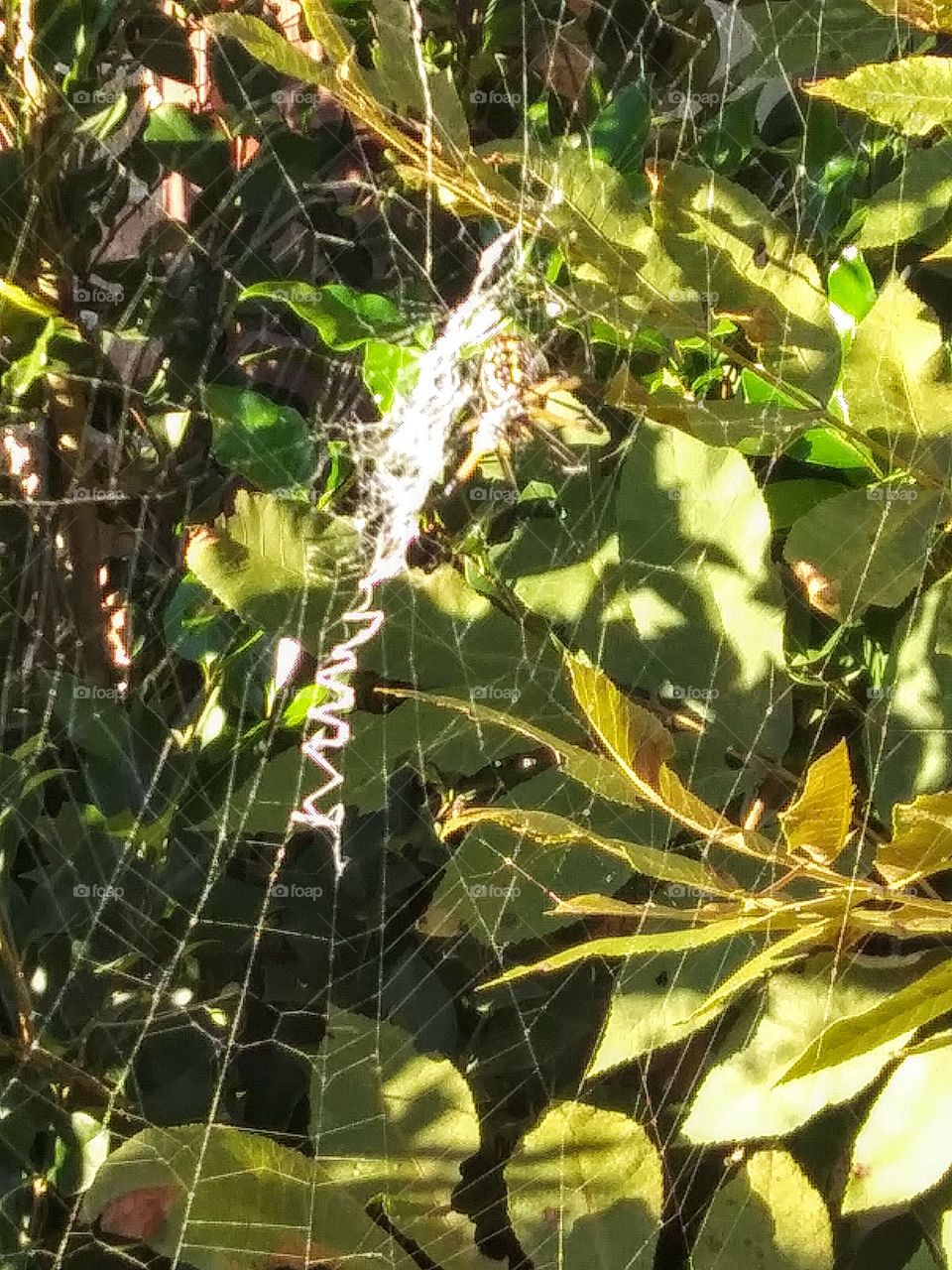 web in sunlight