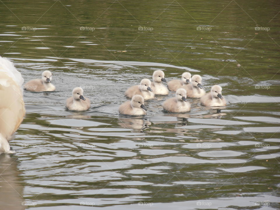 Cygnets Swimming