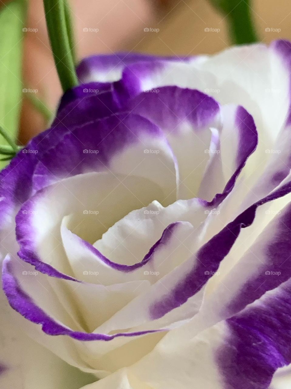 Purple white rose