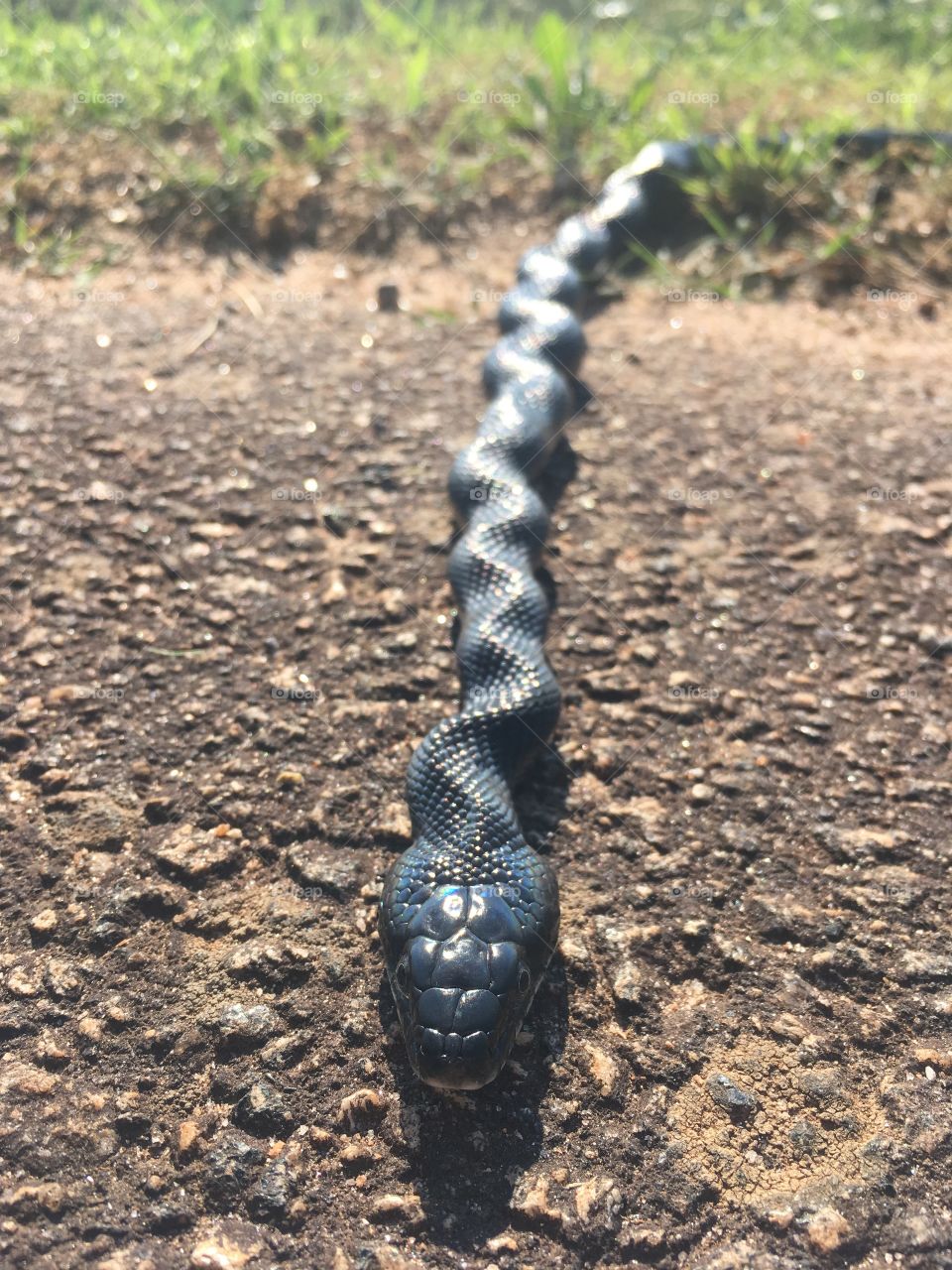 Sunbathing black rat snake 