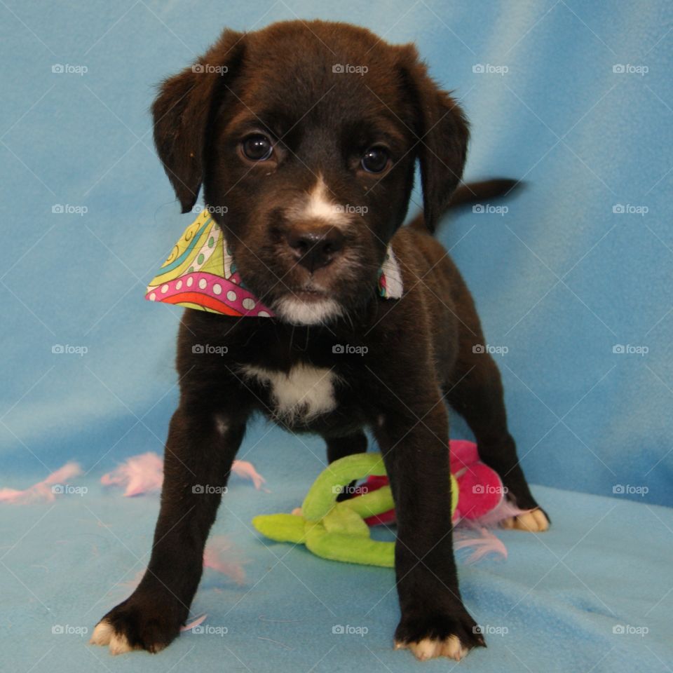 Taking pictures of pups at a shelter for the website. 