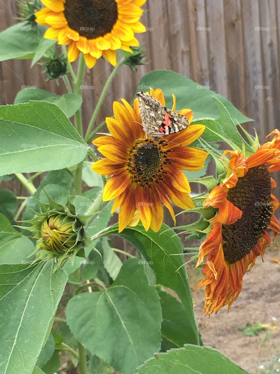 A butterfly enjoying the sunflower in the garden