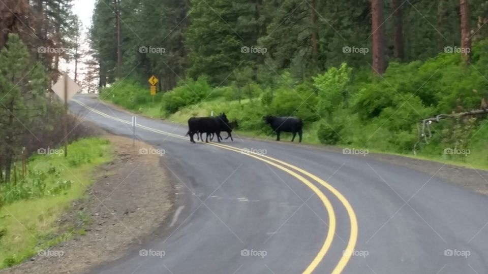 Oregon, holy cow