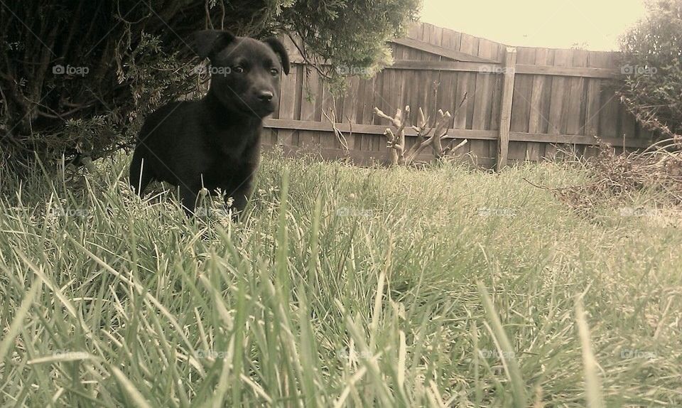 Finnegan in the grass!