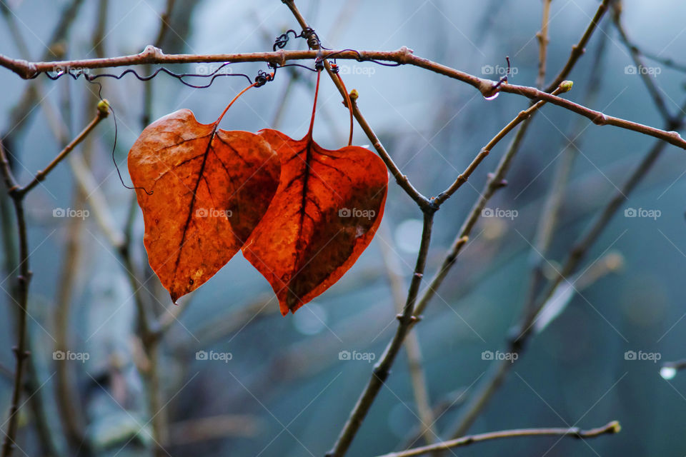 Heart shape leaves 