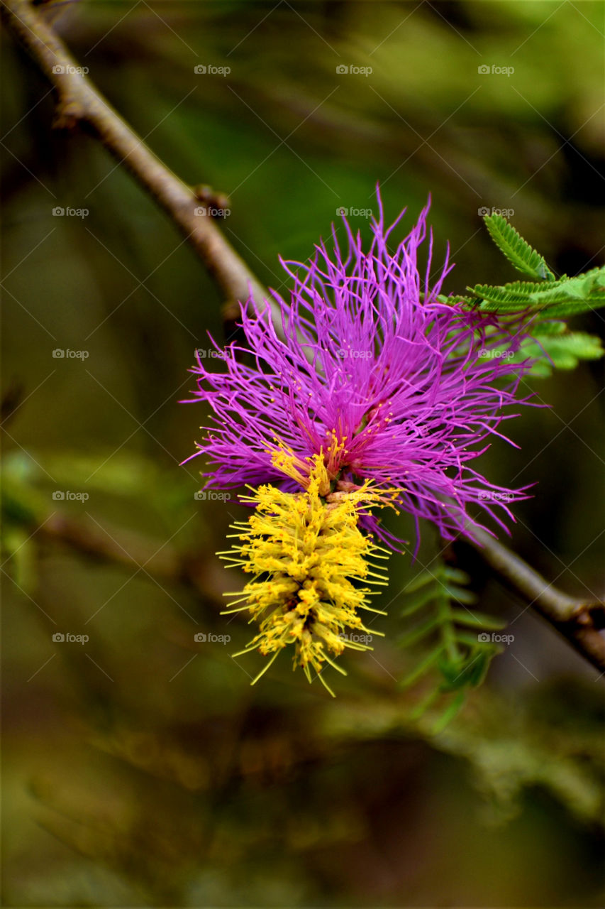 The flower of Chinese lantern ie very unique and awesome.