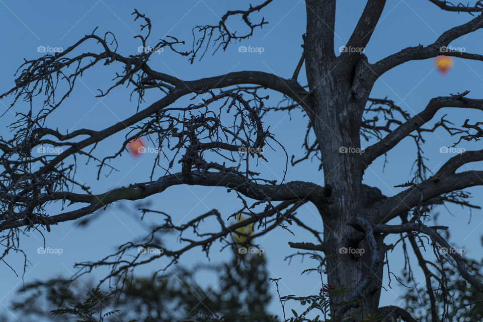 Old snag with blurred hot air balloons on the background appearing as fruits hanging from the branches of the tree against blue sky in Helsinki, Finland on summer evening.