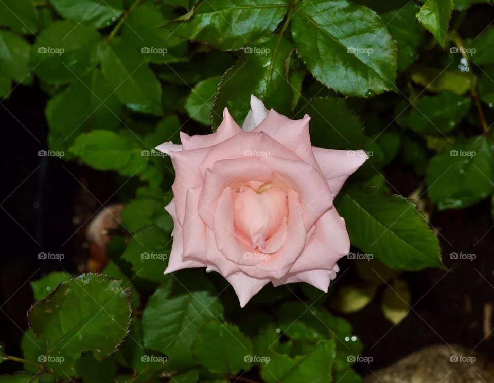 Heart Rose