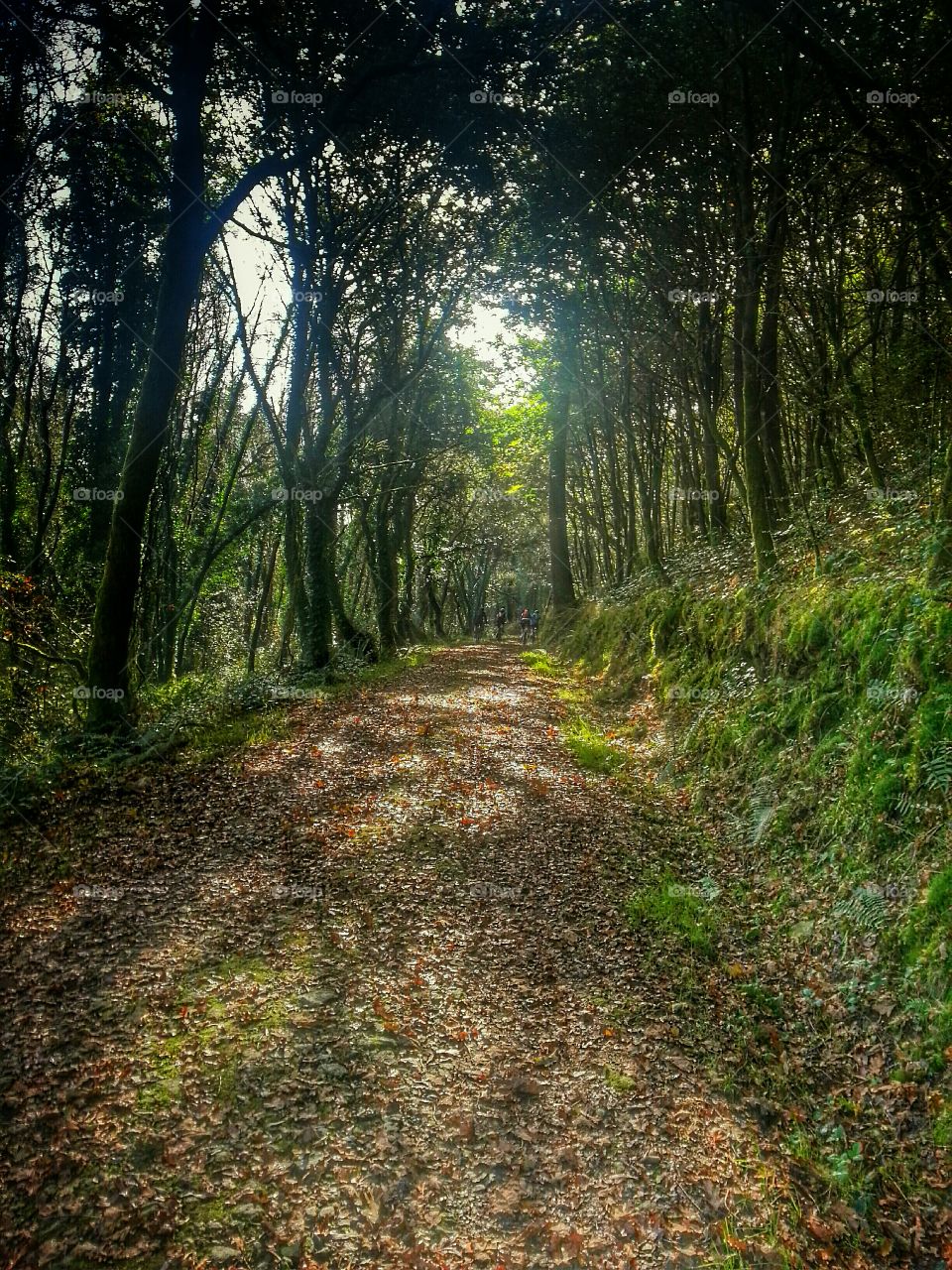 Cycling through the forest