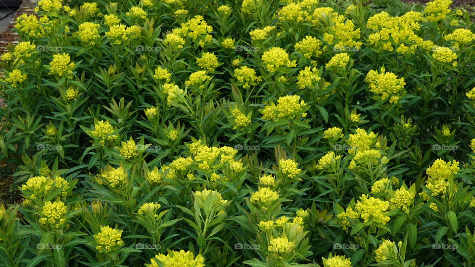 Springtime in the garden.