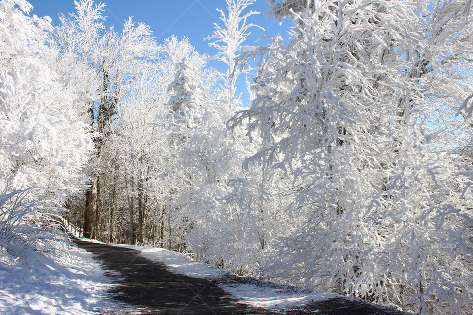 Winter in the forest