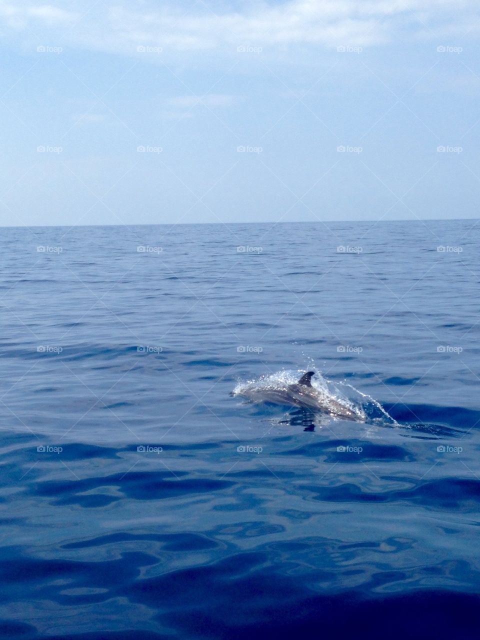 Dolphin in the Pacific