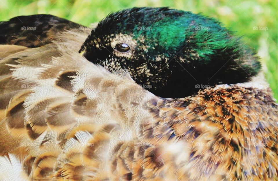 duck, resting its head under his wing