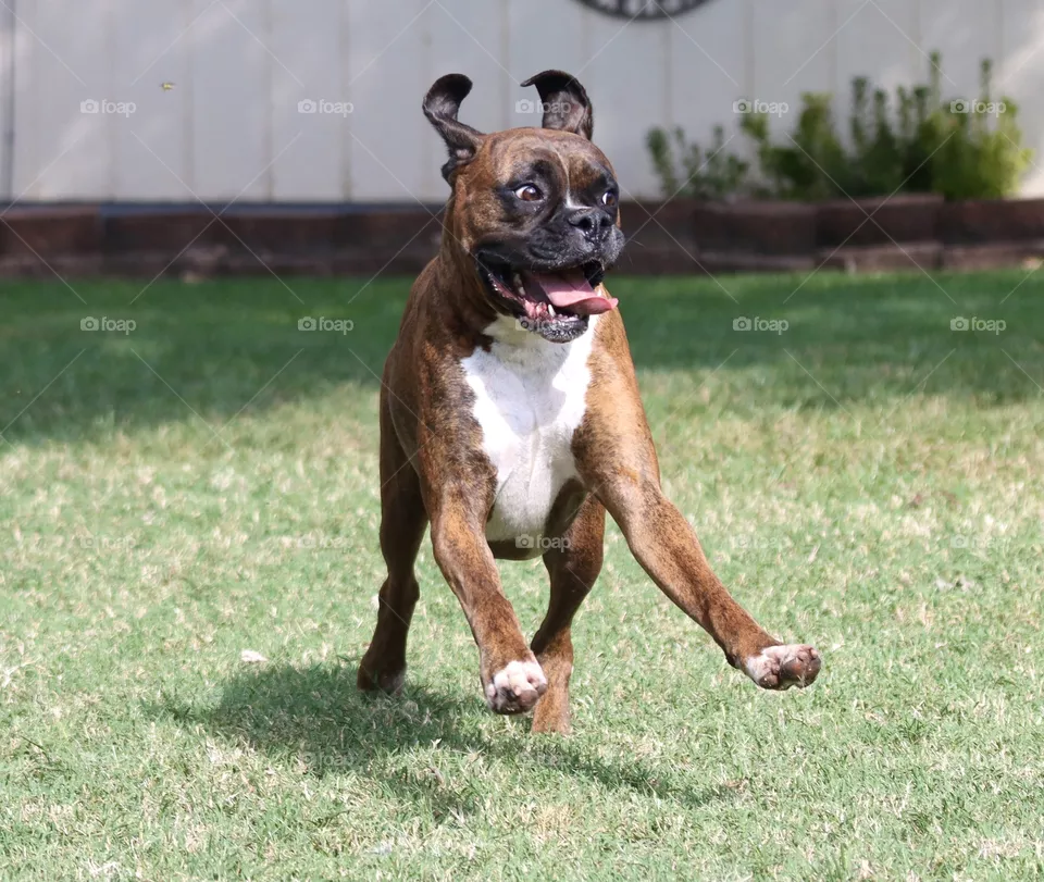 Boxer play