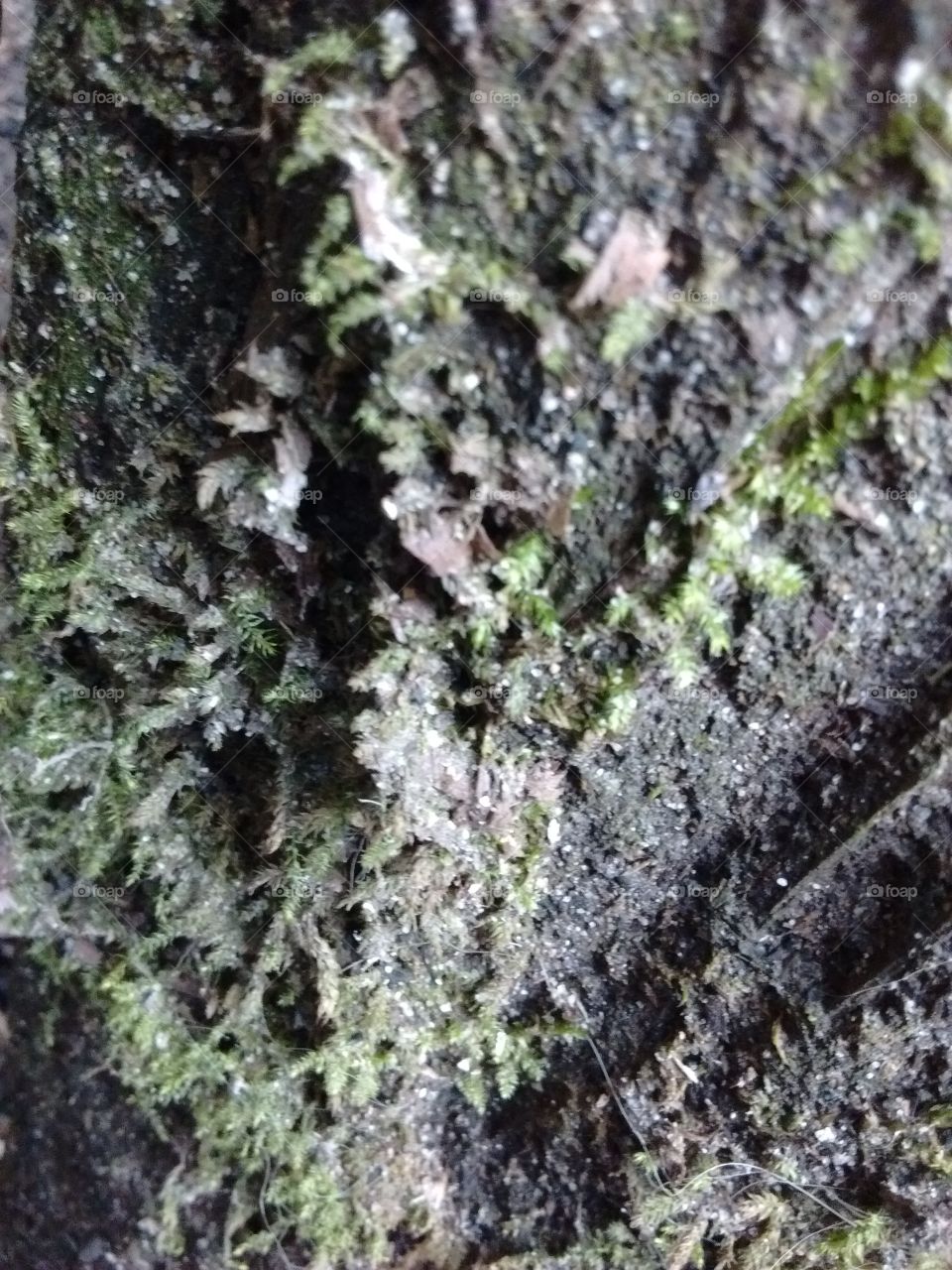 mossy wood